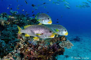 Close encounter with Diagonal-Banded Sweetlips in Raja Am... by Norm Vexler 
